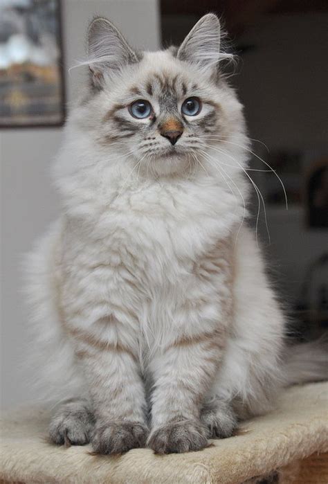 In the 1870s they appeared in the first cat show and we also find a kotofei cat club in moscow created the first standard and used 2 cats as the model for it: Neva Masquerade, Siberian Cat | Siberian cat, Cat breeds ...