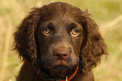 Please call our store ask a pet counselor to schedule a playtime visit! Cocker Spaniel Puppies For Sale In Ohio Hoobly