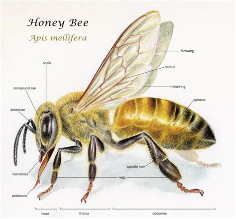 Body Parts Of A Bee The Worker Bee