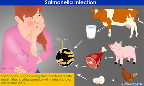 Infección Por Salmonela Síntomas Y Tratamiento Medicina Básica