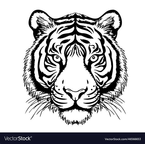 Tiger Face Sketch Hand Drawn In Cartoon Style Vector Image