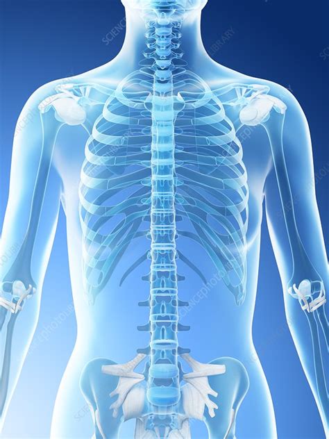 As far as desensitization to pain, it's probably due to destruction of affront sensory fibers along the area of contact. Bones Of Female Back / File Skeleton Woman Back Jpg Wikidoc - The triangle shaped bone in you ...