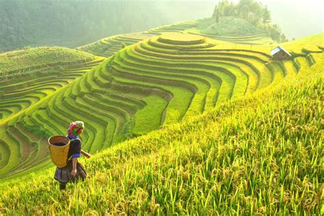 Rice Fields On Terraced Of Mu Cang Chai Yenbai Rice Fields Prepare