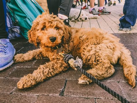Mini Red Goldendoodle Puppy Goldendoodle Puppy Goldendoodle Red