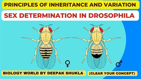 Sex Determination In Drosophila Mechanism Of Sex Determination In