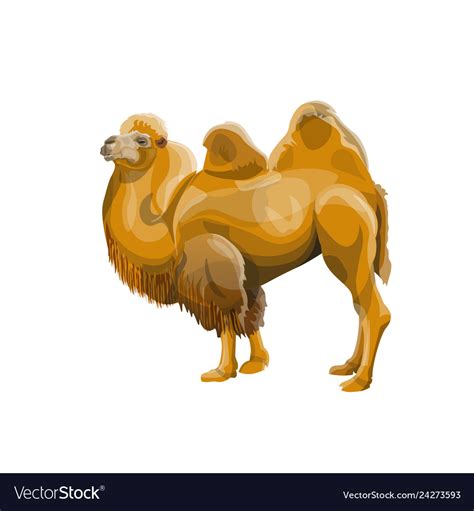 Bactrian Camel Royalty Free Vector Image Vectorstock