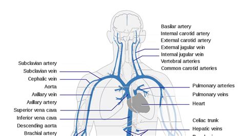 Picc Line Brachial Vein