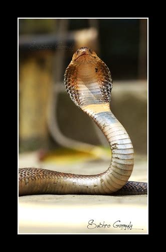 Monocled Cobra Naja Kaouthia © 2012 Subhro Ganguly Ph Flickr