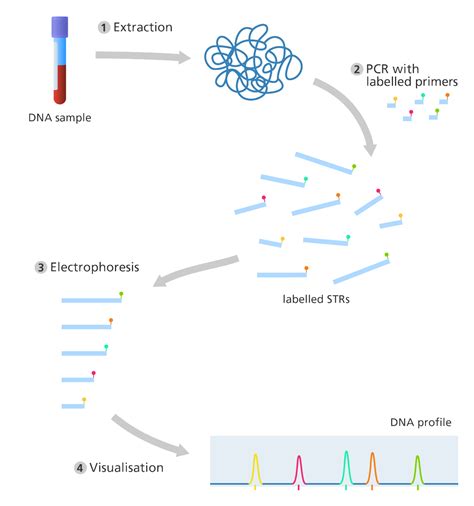 This Brilliant Diagram Shows The Steps In Producing A Dna Profile Dna