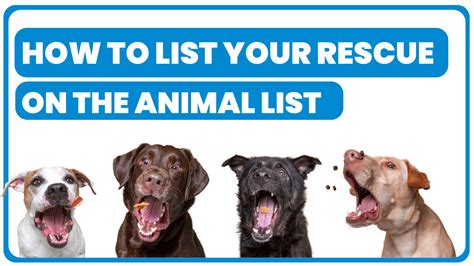 Unlocking Opportunities for Rescue Groups: List Your Services on The