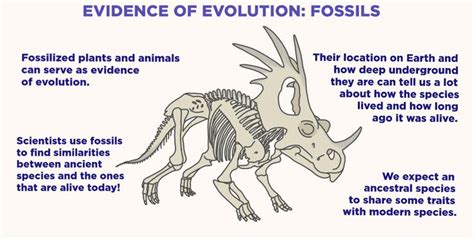 Fossils Evidence Of Evolution — Overview And Examples Expii Evolution Fossils Evidence