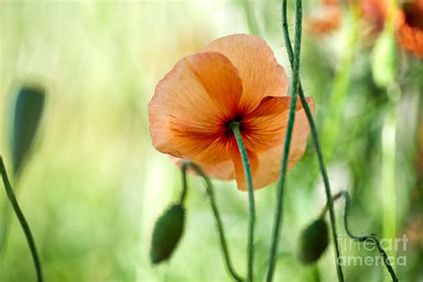 Red Corn Poppy Flowers 02 Photograph By Nailia Schwarz Fine Art America
