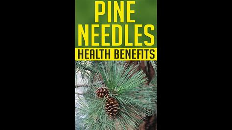 Pine Needles Youtube