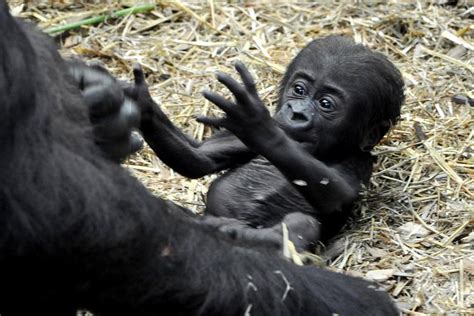 Baby Gorilla Dies In Fight At London Zoo