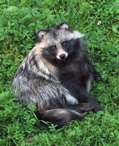 Amnhnyc Meet The Raccoon Dog Nyctereutes Animals Animals