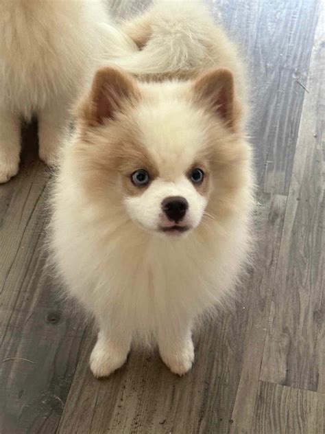 Tails of Hope