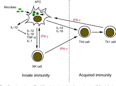 Pdf Role Of Antigen Presenting Cells In Innate Immune System