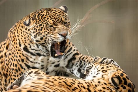 Two Jaguars Fighting In The Forest Stock Photo Image Of America