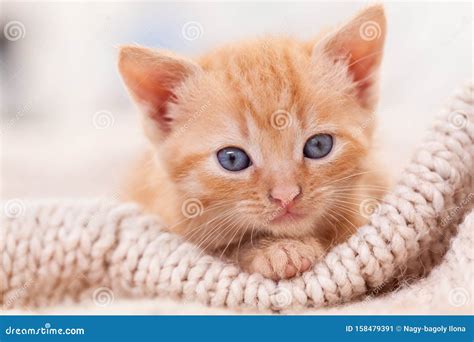 Cute Ginger Kitten Looking In The Camera Close Up Stock Image Image
