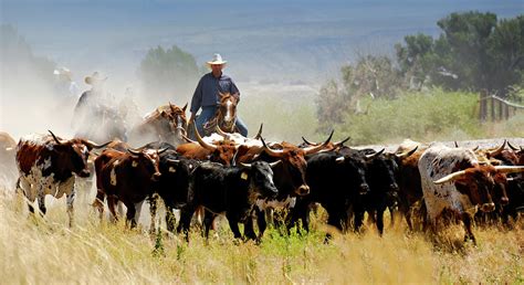Cattle Drive Photograph By Lifejourneys Pixels
