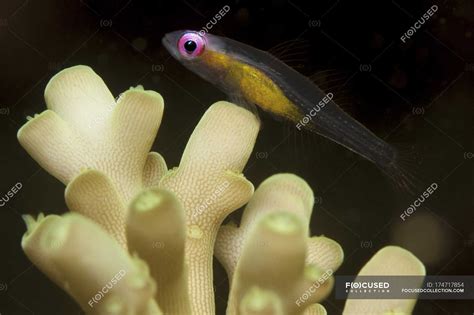 Redeye Goby Resting On Coral — Gobiidae One Animal Stock Photo