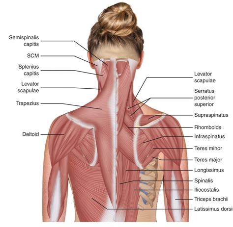 The Neck Muscles May Be Divided Into Four Major Structural Groups