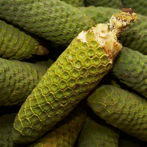 Monstera Deliciosa: This fruit either burns your throat or tastes like ...