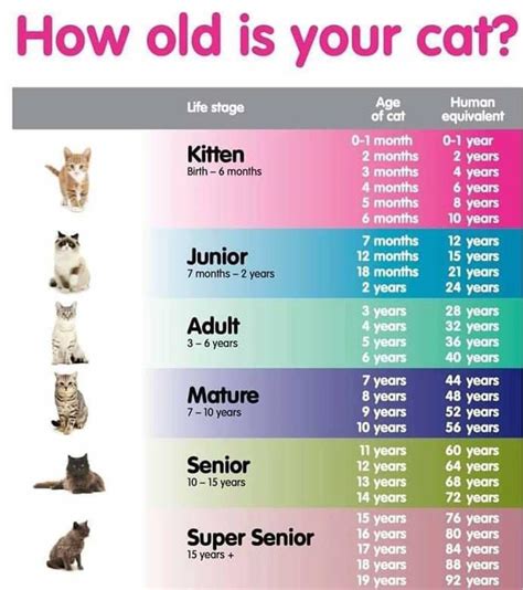 When creating a warrior, it is important to know what their age is. How old is your cat? : coolguides