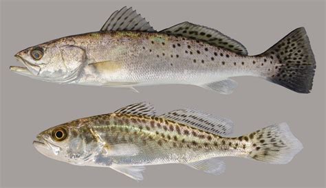 Spotted Seatrout - Discover Fishes