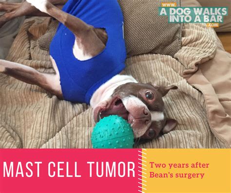 Mast Cell Tumor 2 Years Post Surgery Mast Cell Tumor Dogs Mast Cell