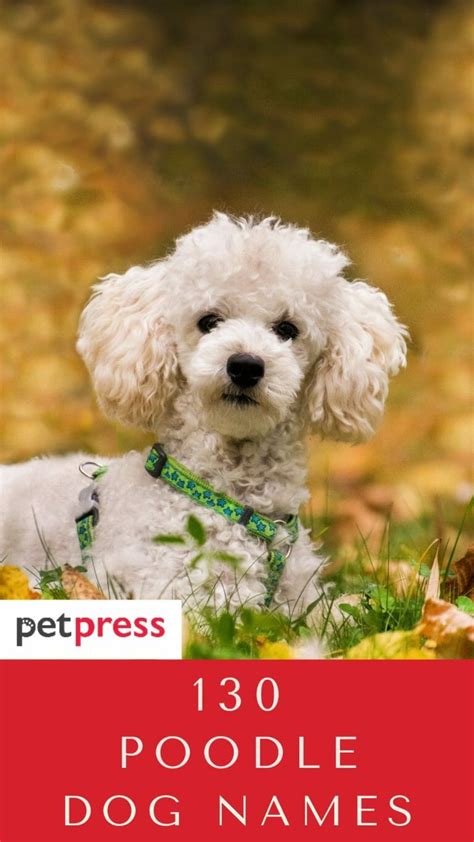 Top 130 Best Poodle Dog Names Petpress