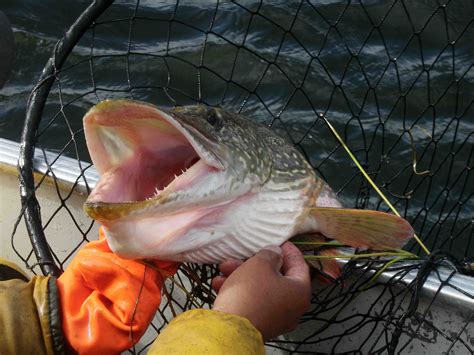 Fishing wallpaper wallpaper free download 1024×768. fishing, Fish, Sport, Water, Fishes Wallpapers HD / Desktop and Mobile Backgrounds