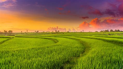 Countryside Paddy Fields 4k Wallpapers Hd Wallpapers
