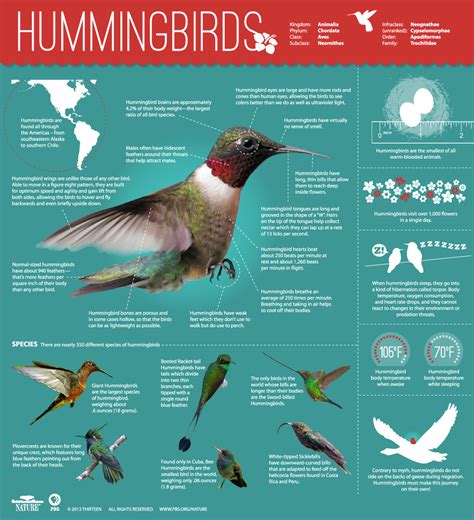 Hummingbirds Magic In The Air ~ Infographic All About Hummingbirds