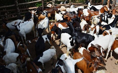 Why You Should Consider Goat Farming Jaguza Farm Support