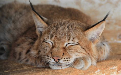 Wallpaper Face Wildlife Whiskers Lynx Sleep Wild Cat Bobcat