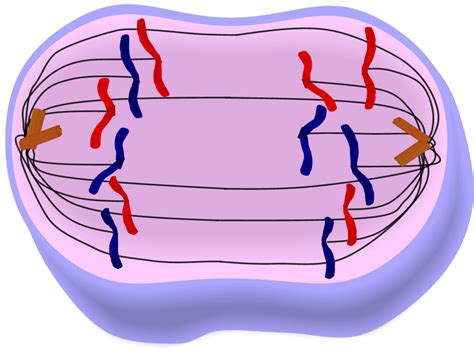 Before mitosis, the chromosomes containing dna are replicated and the replicated sister chromatids remain. Anaphase; anaphases