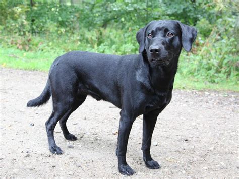 En formel 1 labrador er ganske simpelt en hund der er avlet på engelske/irske markprøvelinier. Click here to see picture