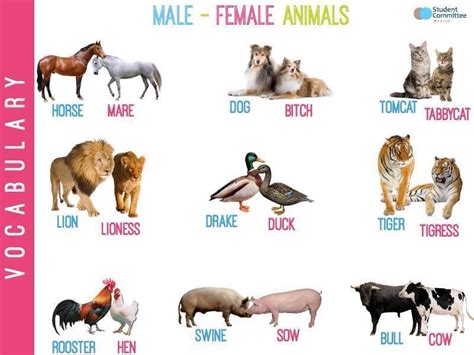 Forum | ________ Learn English | Fluent LandVocabulary: Gender of