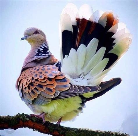 Pin By Meryem Kaya On Muhteşem Canlılar Beautiful Birds Colorful Birds Birds