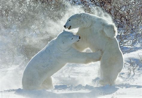 Polar Bear Week