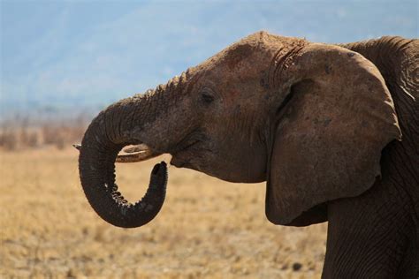 Elephant Eating Free Photo Download Freeimages