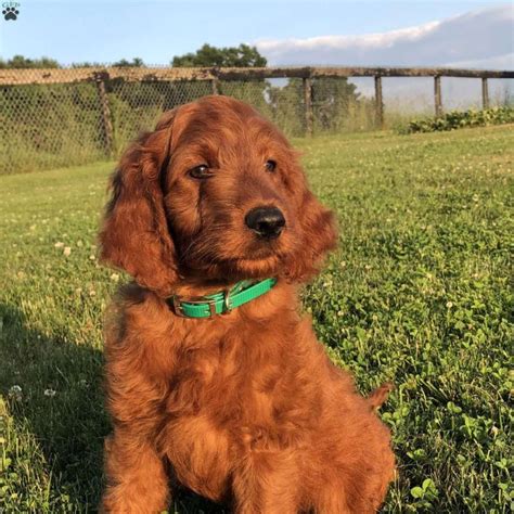Irish Doodle Puppies For Sale Greenfield Puppies