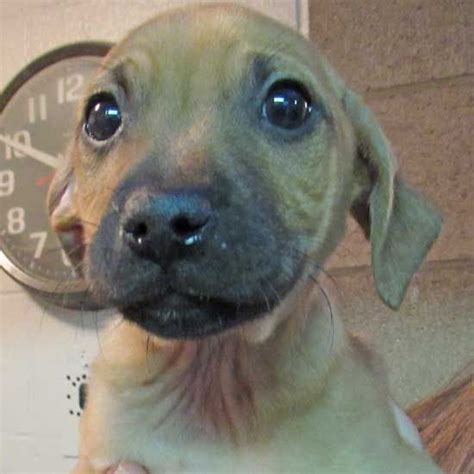 Department of animal services statistics. Dogs and Puppies for Adoption in San Diego | Puppy ...