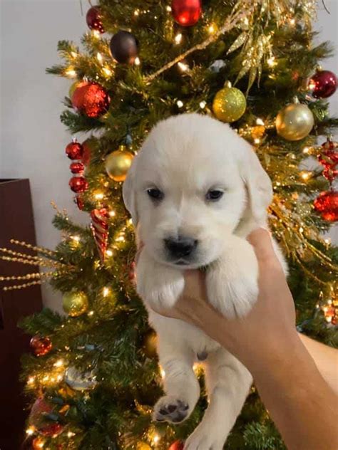 If you can provide a loving home, schedule a visit to meet your favorite pup. Christmas 2019 White Golden Puppies - English Cream Golden ...