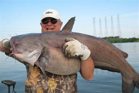 Where You Can Find The Biggest Catfish In The World And The Record