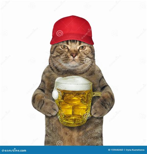 Cat In Red Cap Holds Mug Of Beer Stock Photo Image Of Isolated