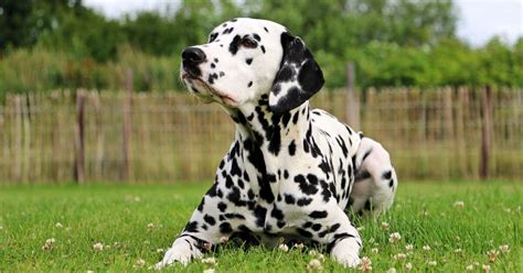 Dalmatian Breed Your Dog Petmeetly
