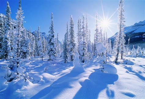 Landscape With Evergreen Trees Covered In Snow Under Sunny