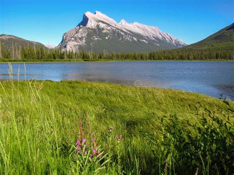 Green Meadow Pink Flowers Flowing River And Mountains Canada Stock